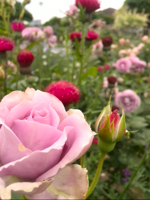 フラワーランド（瀬田農業公園）