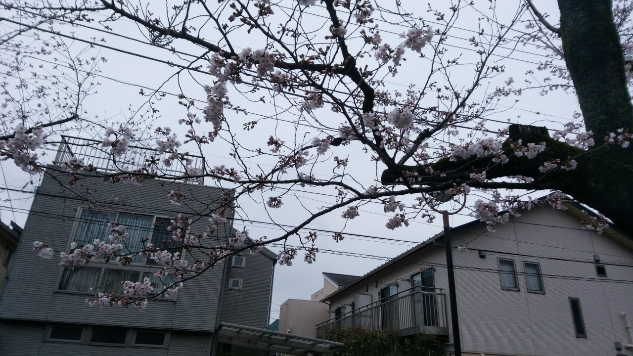 桜の咲くころ