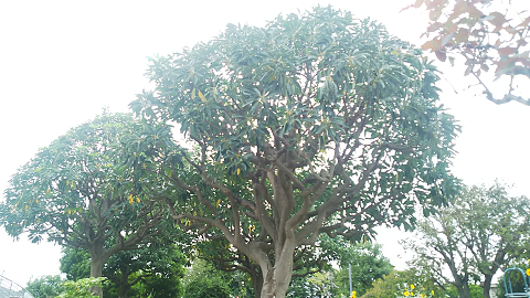 １０月のフラワーランド
