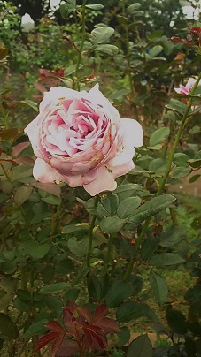 １０月のフラワーランドその２