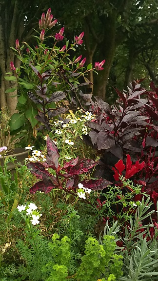 １０月のフラワーランドその２