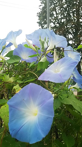 １０月のフラワーランドその２