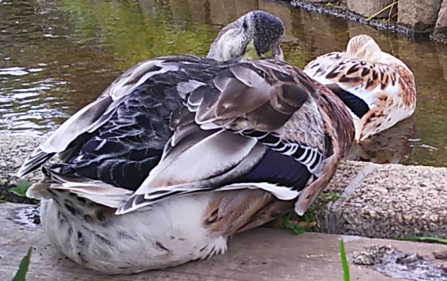 １０月のフラワーランドその２