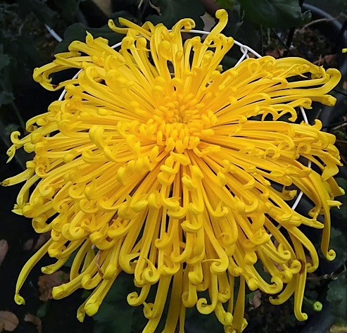 １１月のフラワーランド