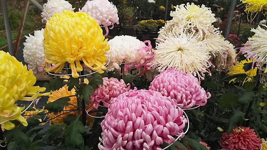 １１月のフラワーランド