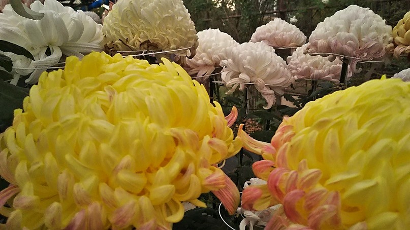 １１月のフラワーランド