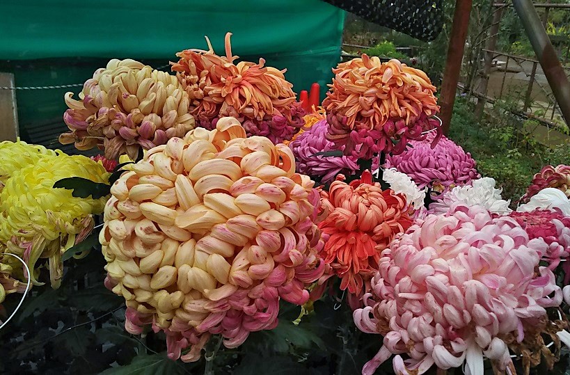 １１月のフラワーランド