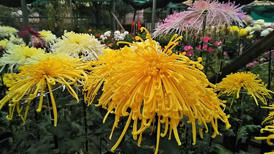 １１月のフラワーランド