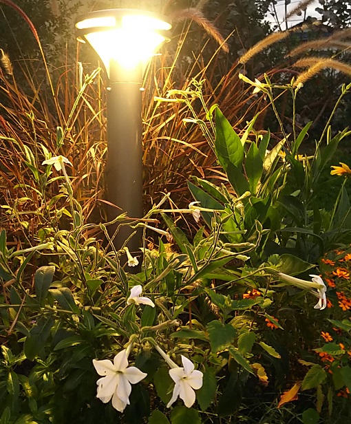 １１月のフラワーランドその２