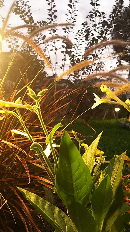 １１月のフラワーランドその２