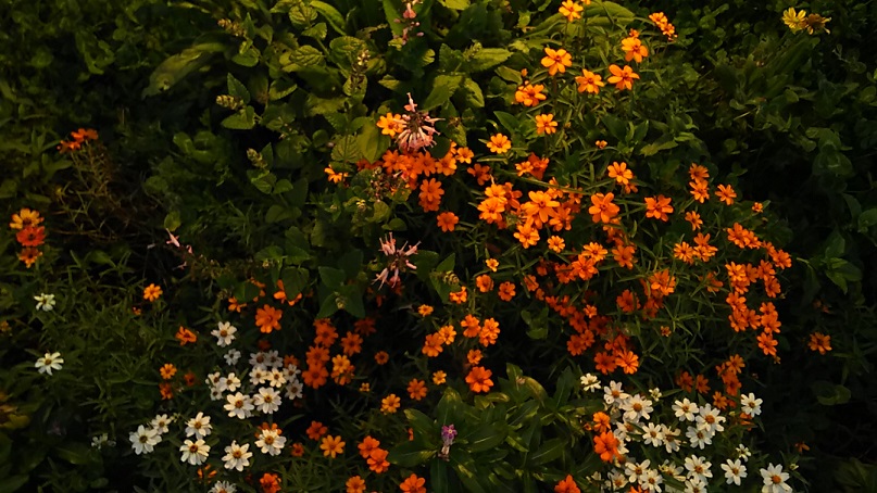 １１月のフラワーランドその２