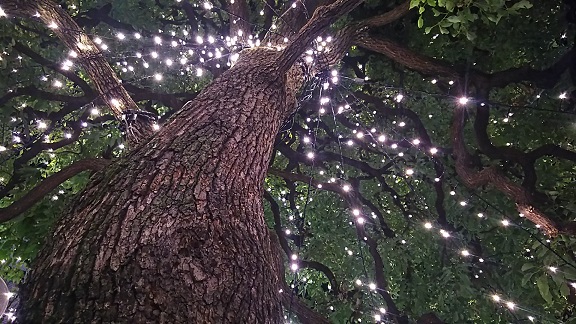 イルミネーション（二子玉川）