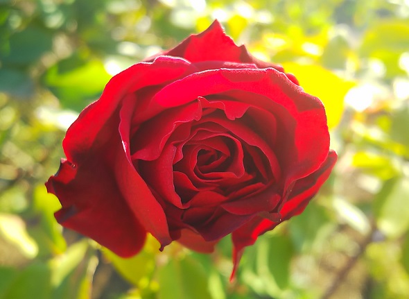 １月のフラワーランド