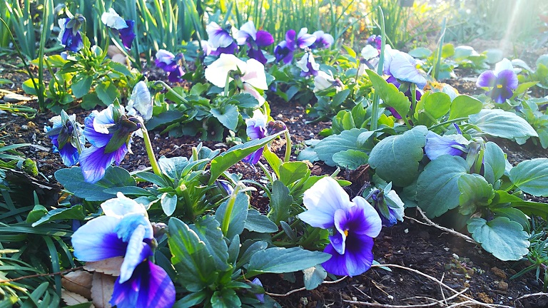 １月のフラワーランド