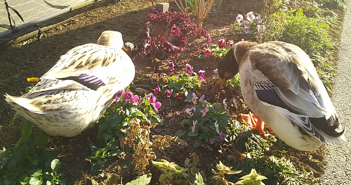 １月のフラワーランド