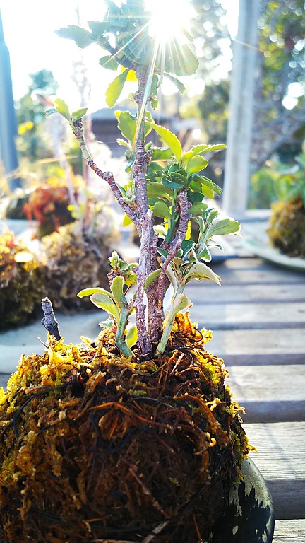 １月のフラワーランド