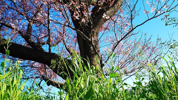 【随時更新】２０１９年の桜の写真