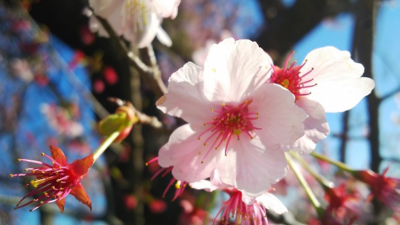 【随時更新】２０１９年の桜の写真