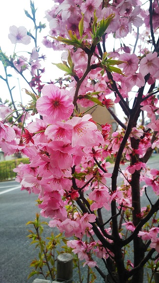 【随時更新】２０１９年の桜の写真