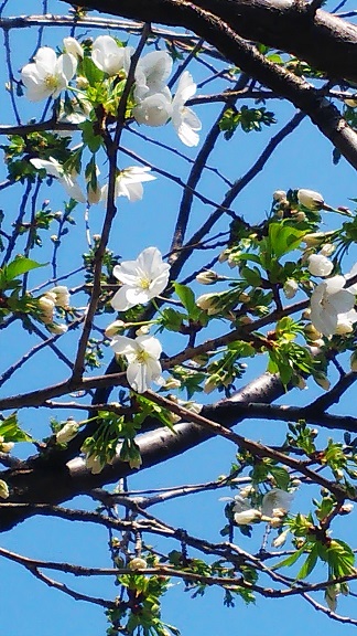 【随時更新】２０１９年の桜の写真