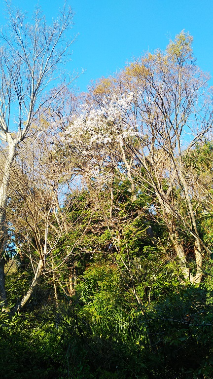 【随時更新】２０１９年の桜の写真