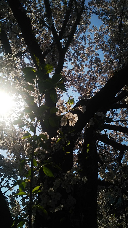 【随時更新】２０１９年の桜の写真