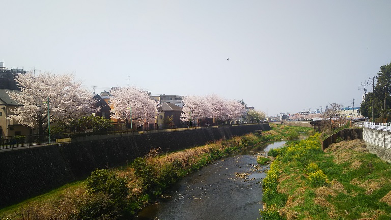 【随時更新】２０１９年桜の写真２