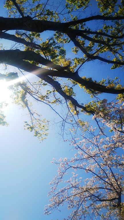 【随時更新】２０１９年桜の写真２