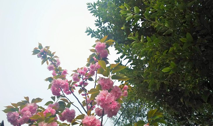 【随時更新】２０１９年桜の写真２