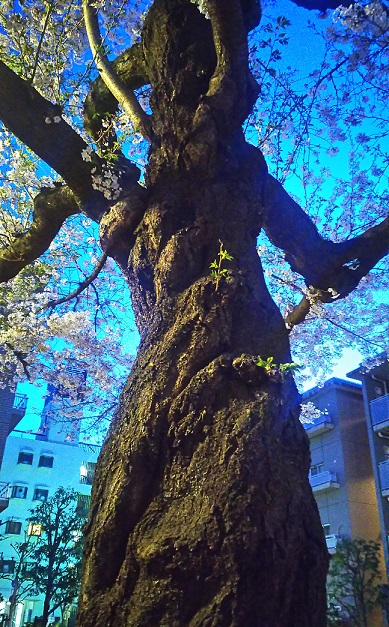 【随時更新】２０１９年桜の写真２