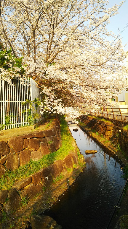 【随時更新】２０１９年桜の写真２