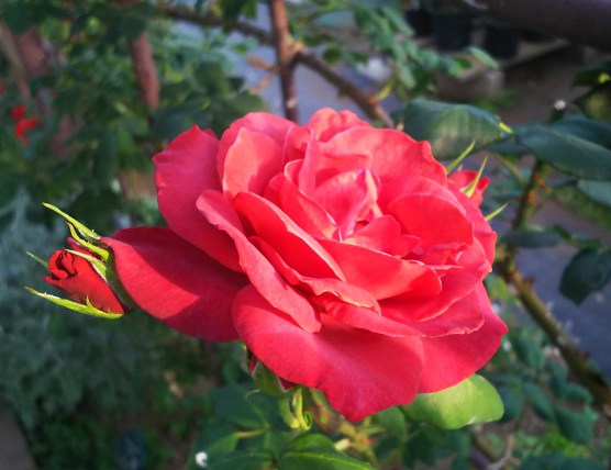 ５月のフラワーランド