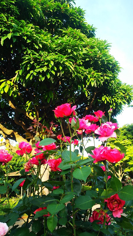 ５月のフラワーランド