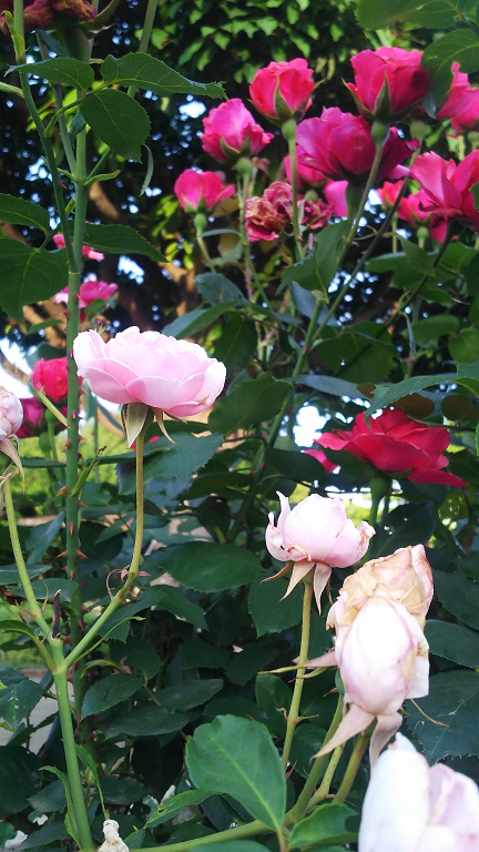 ５月のフラワーランド