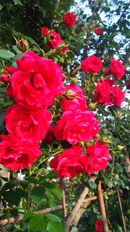 ５月のフラワーランド