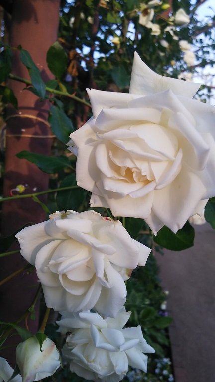 ５月のフラワーランド