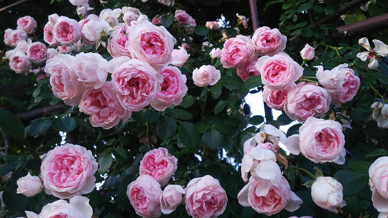 ５月のフラワーランド