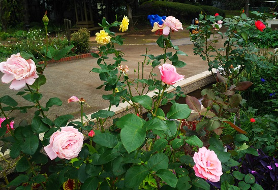 １０月のフラワーランド