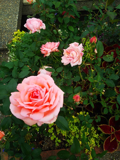 １０月のフラワーランド