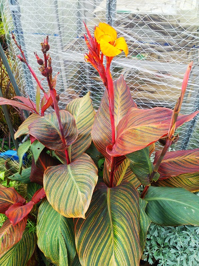 １０月のフラワーランド