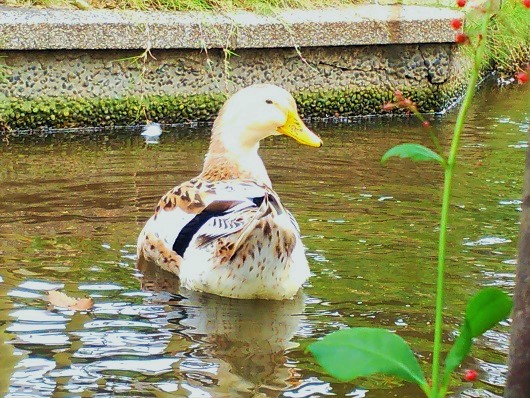 １０月のフラワーランド