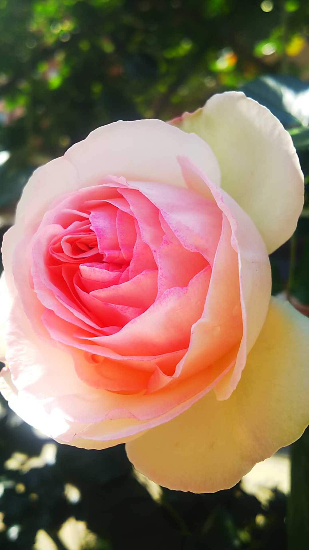 移動中に撮った写真