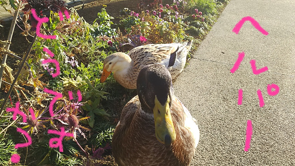 フローラがどんな会社か聞ける会