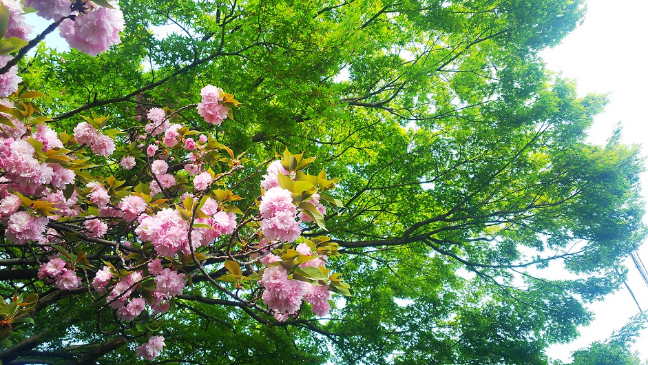 一緒に働きませんか？