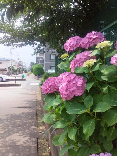 紫陽花の季節でも、暑さにご注意を！