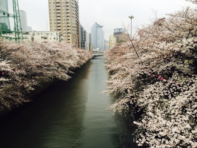 桜の季節で人生について考える