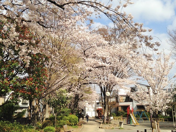 2014桜