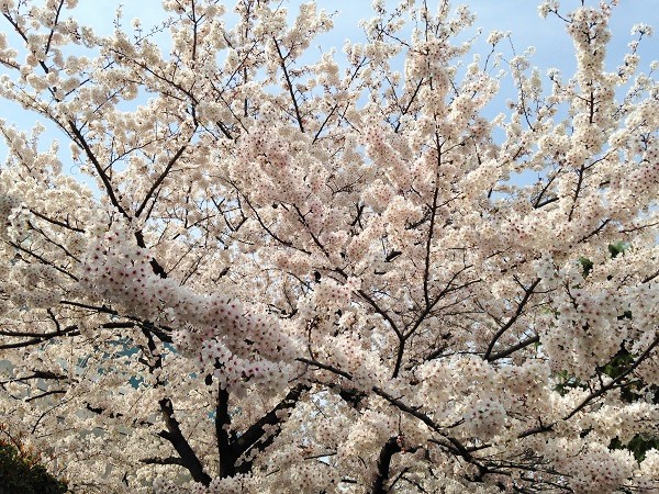 2014桜